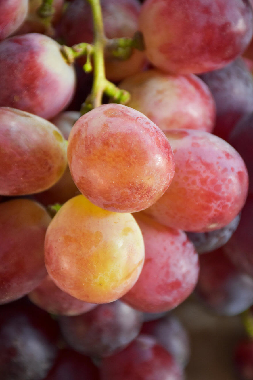Premium Quality Grapes