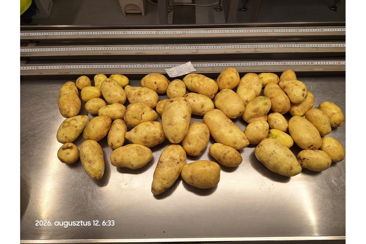 Industrial Potato from Romania