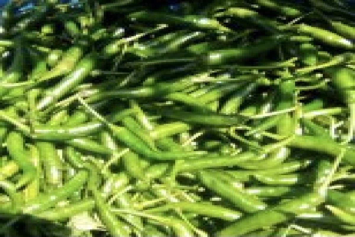 Pimentas verdes from Quénia