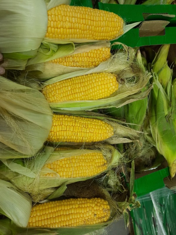 sweet corn from United Arab Emirates (UAE)