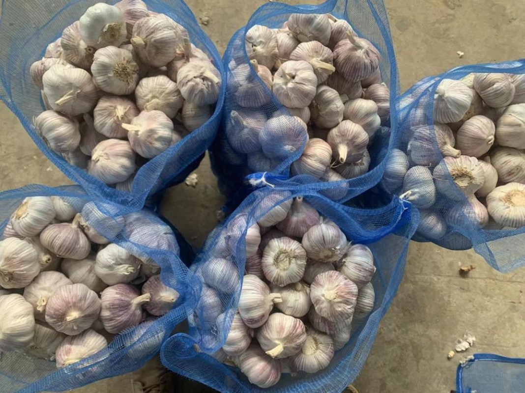 Garlic from Albania