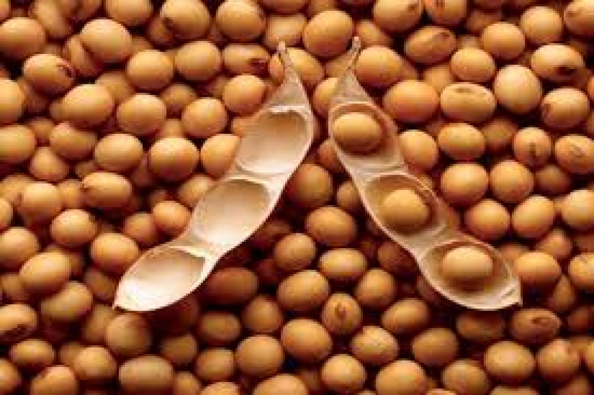 SoyaBeans from Albania