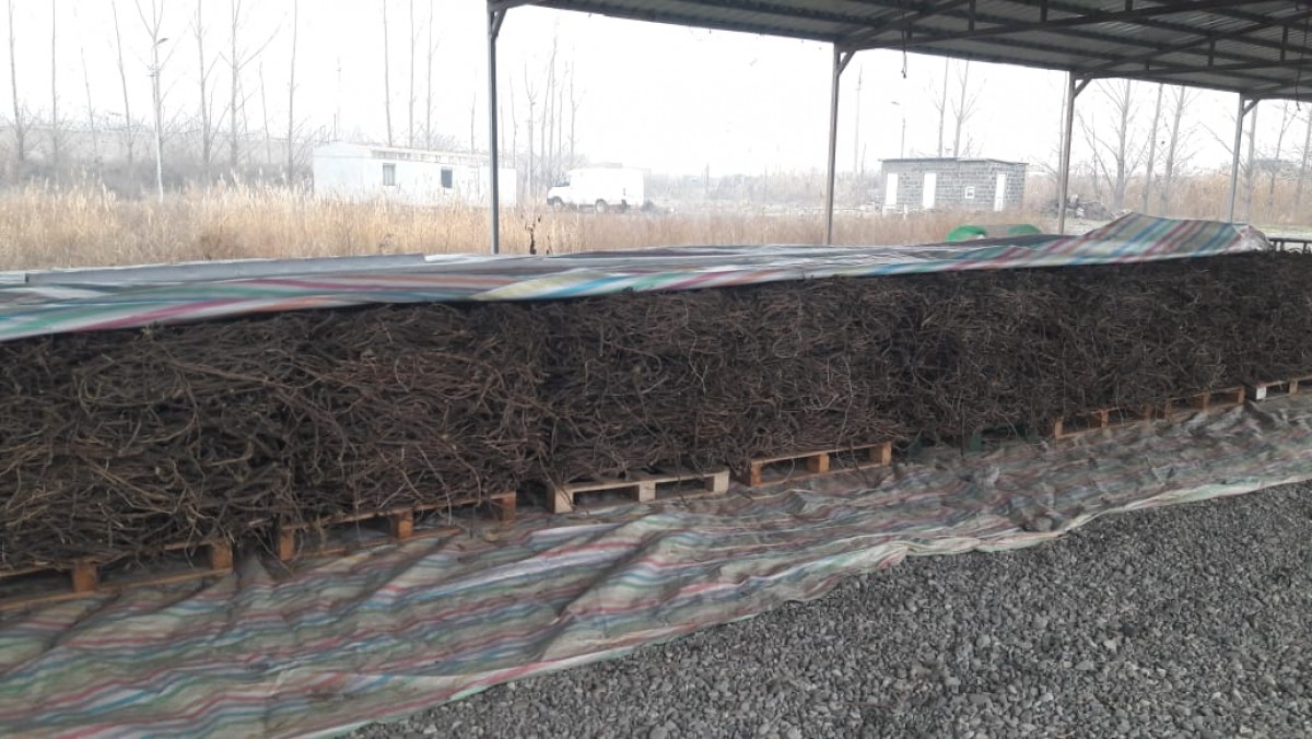 licorice root from Armenia