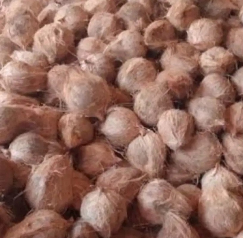 Coconut from Angola