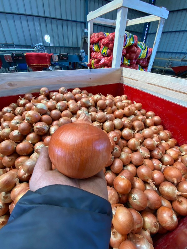 Onion from Argentina