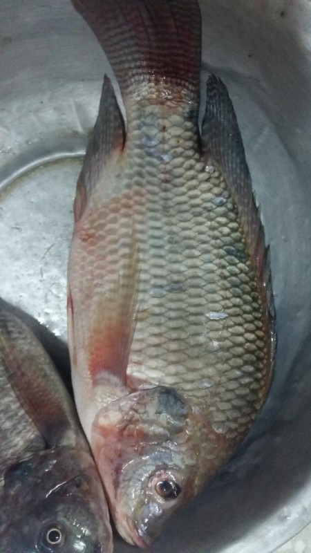 All kind seafoods from Bangladesh