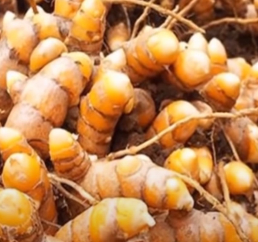 TURMERIC from Bangladesh