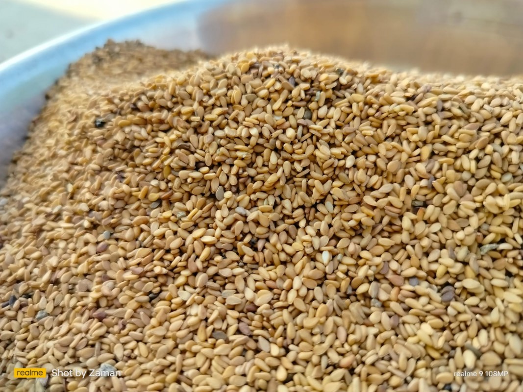 Yellow Sesame Seeds from Bangladesh