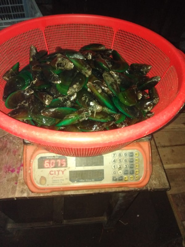 Green mussel from Bangladesh