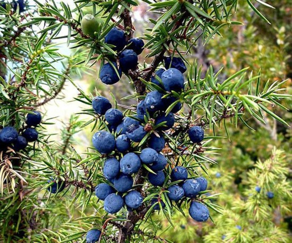 Juniper berries from Serbia