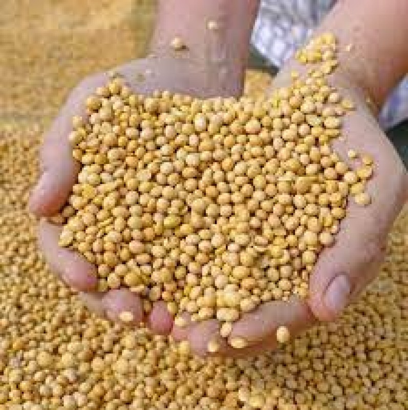 Soyabean from Burkina Faso