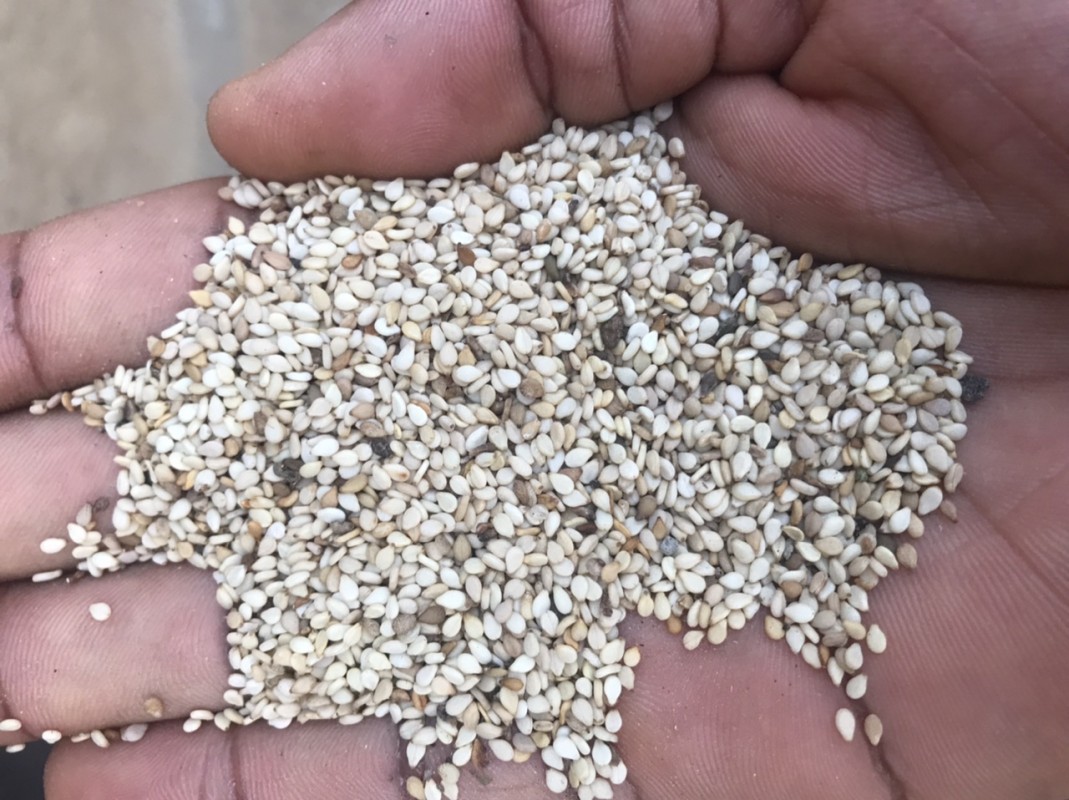 Sesame seed from Burkina Faso