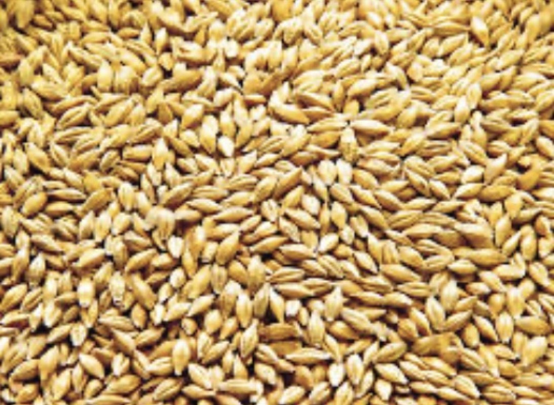 feed barley from Bulgaria