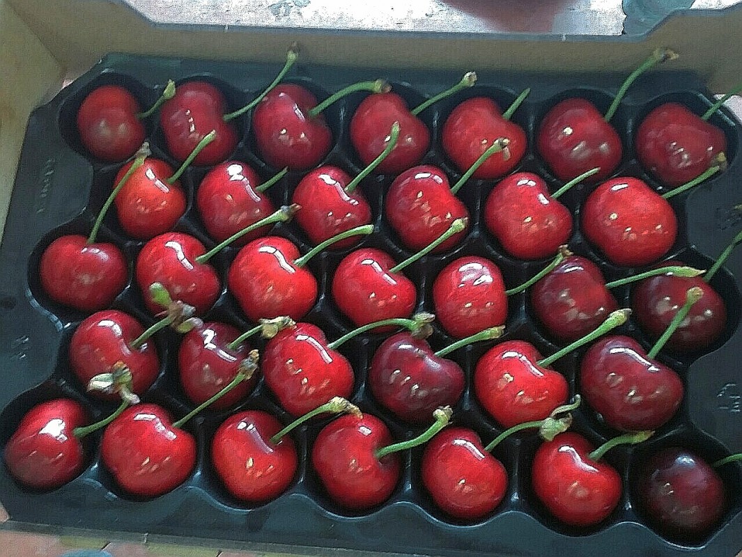 Ciliegie from Bulgaria
