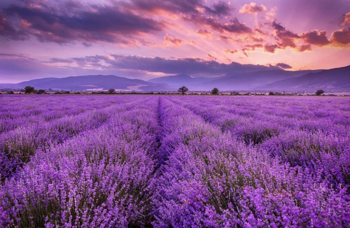 Óleo de lavanda orgânico from Bulgária