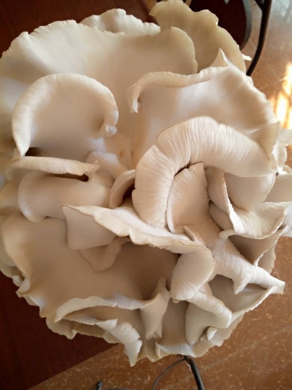 Mushroom from Burundi