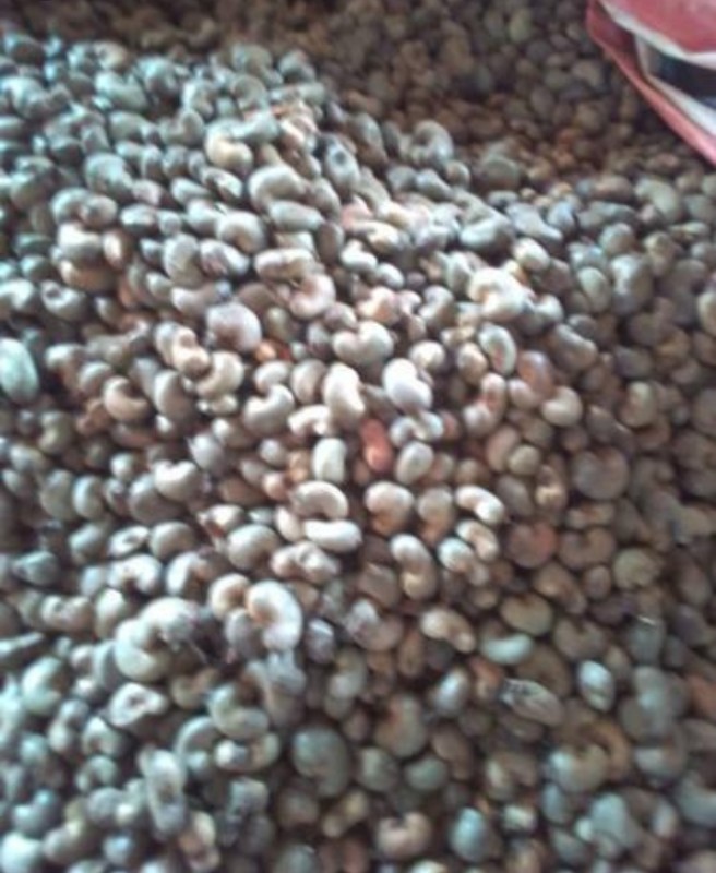 RAW CASHEW NUTS OFFER from Benin