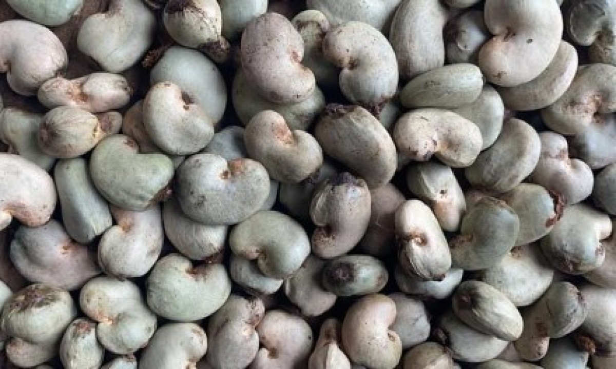 Raw Benin Cashew Nuts from Benin
