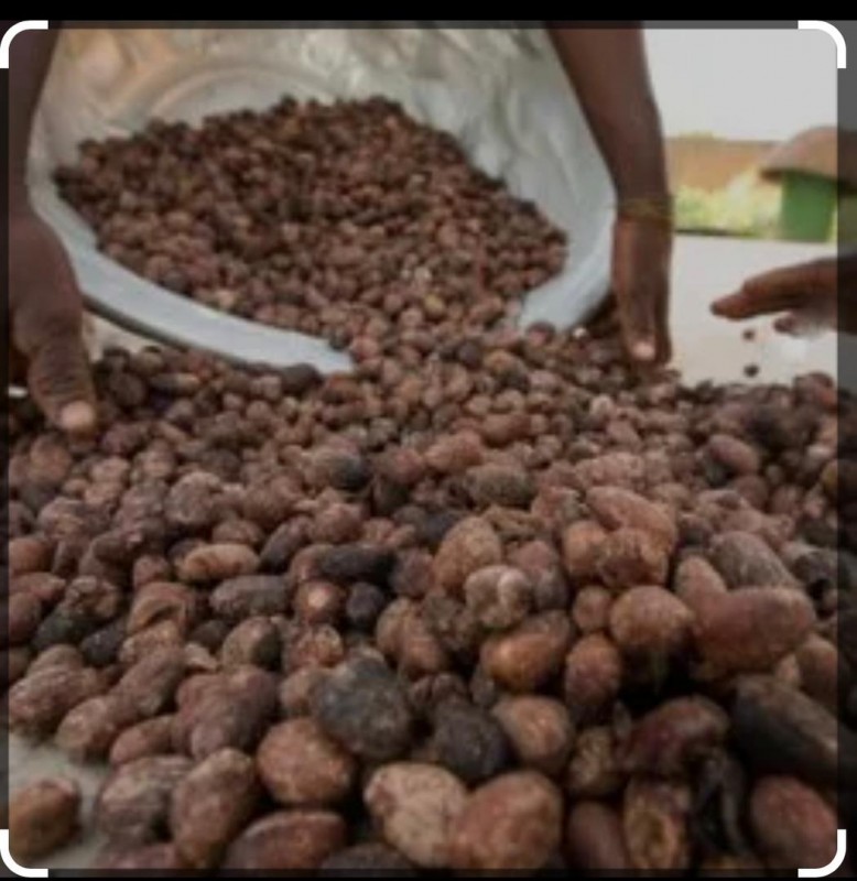 Shea nut from Benin