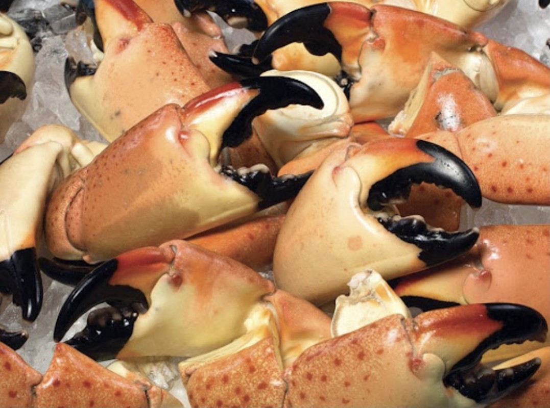 Stone Crabs from Bahamas