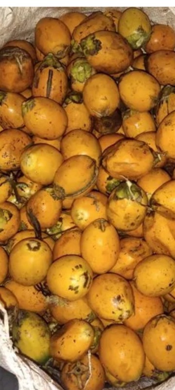 Fresh Acrecanut/Betelnut from Bhutan