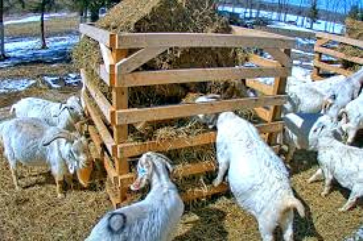 Goats (Live) from Canada