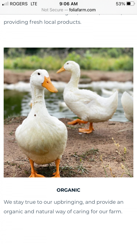 Duck from Canada