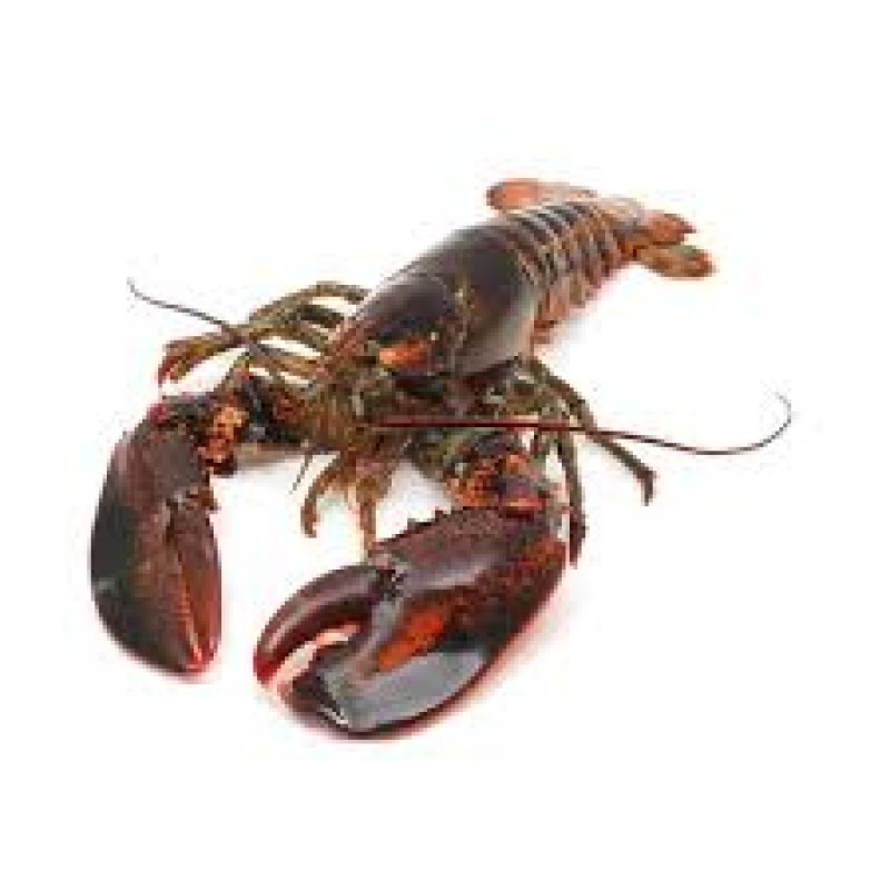 Live Atlantic Canada Lobster from Canada