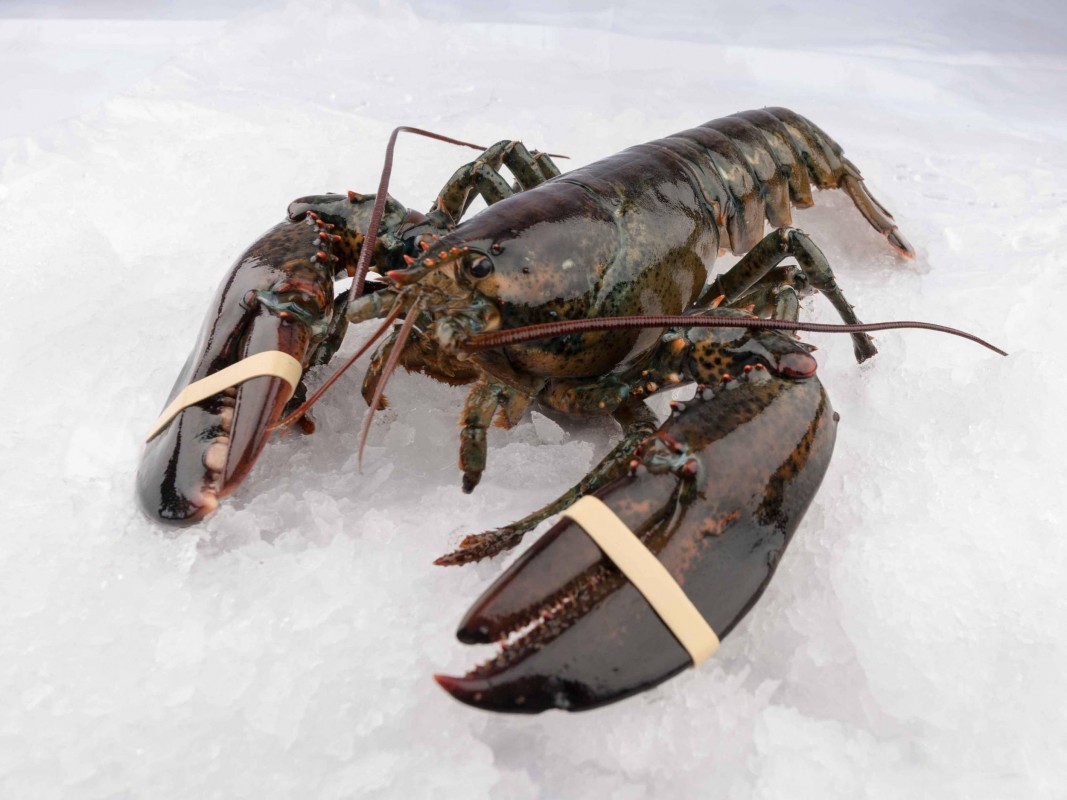 Live Canadian Lobster (Homarus Americanus) from Canada