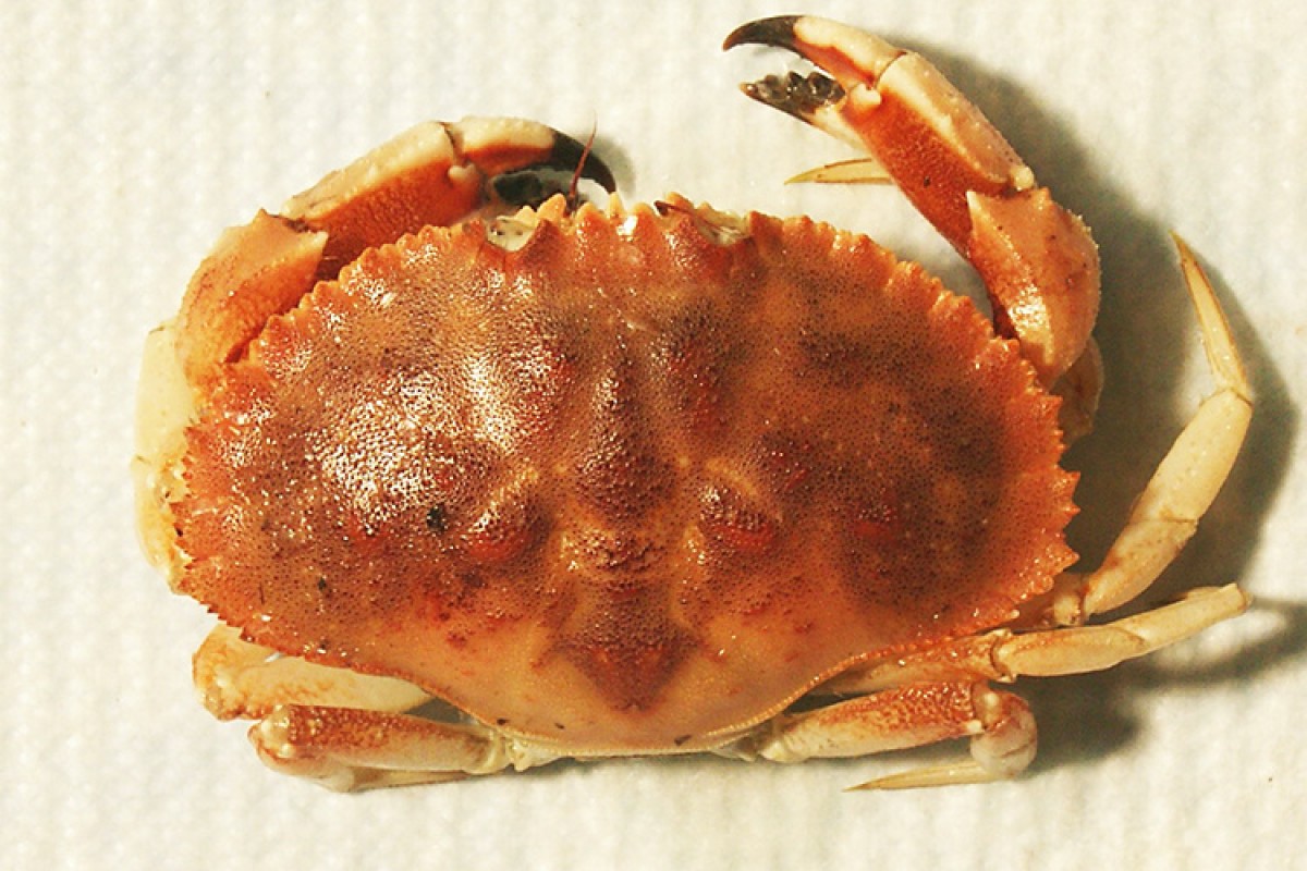 Frozen Jonah Crab (Cancer Borealis) from Canada
