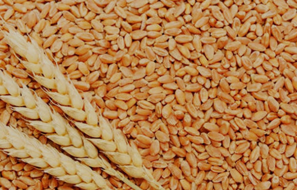 wheat flour from Canada