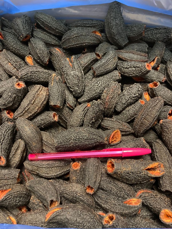 Sea Cucumber from Canada