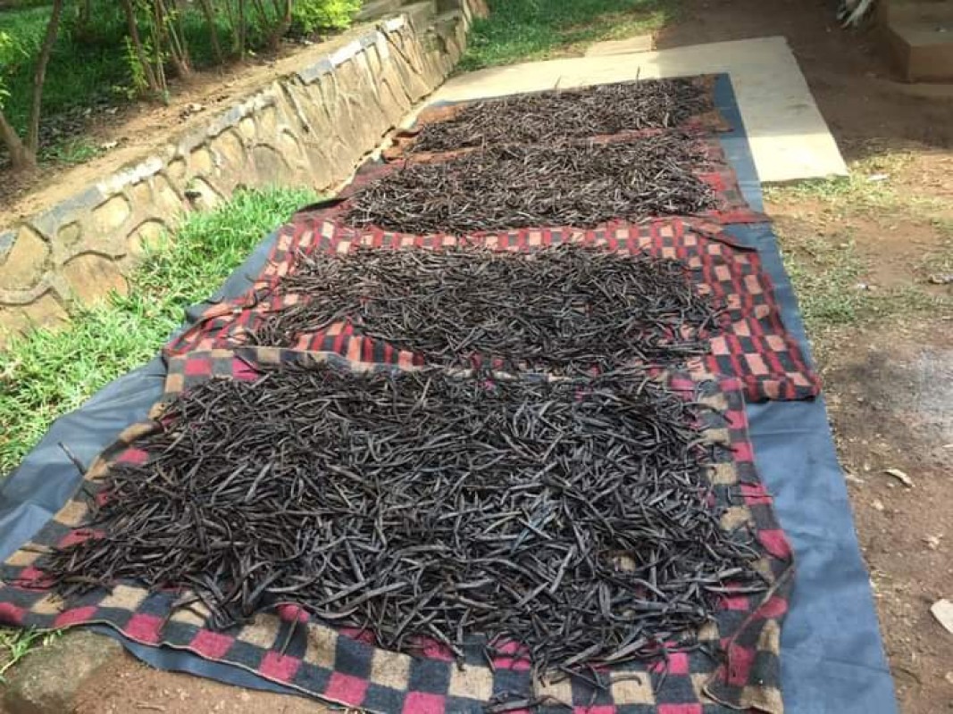 Vanilla from DRC Congo