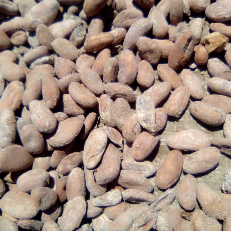 Cocoa beans from DRC Congo