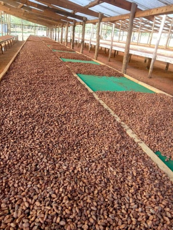 Cocoa beans from DRC Congo