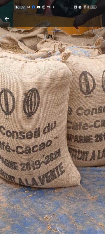 Cacao granos from Ivory Coast