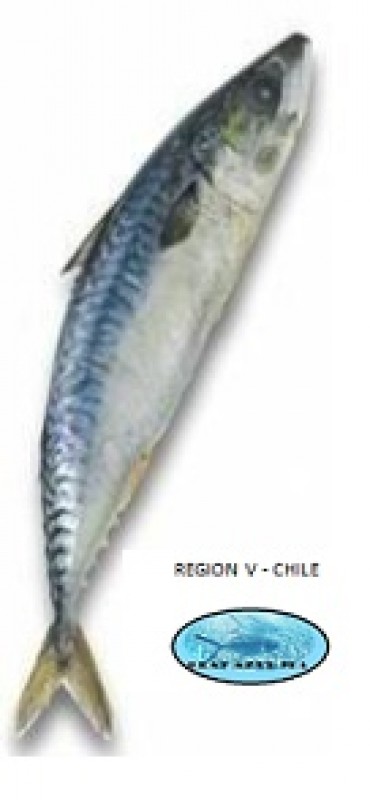 Jurel-Sgombro cavallo from Cile