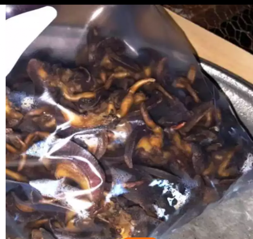 Dried snails/live snails from Cameroon