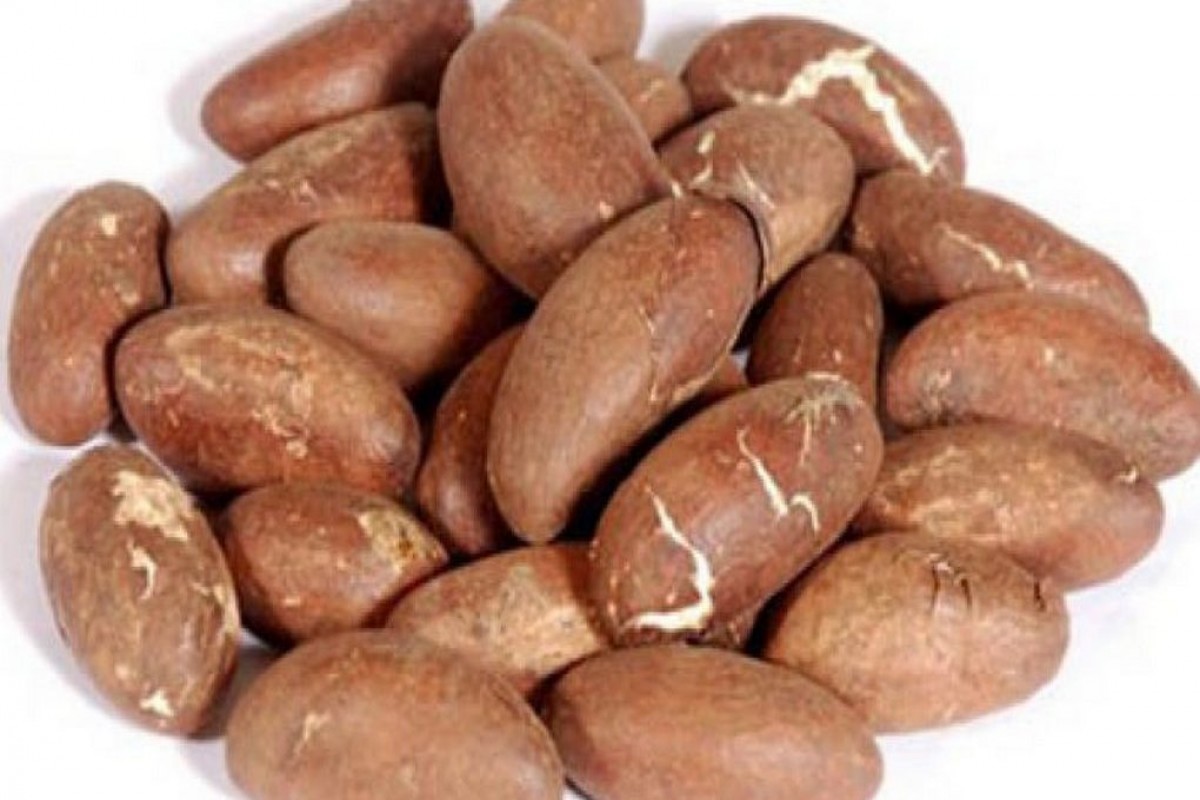 Noz de cola amarga from Camarões