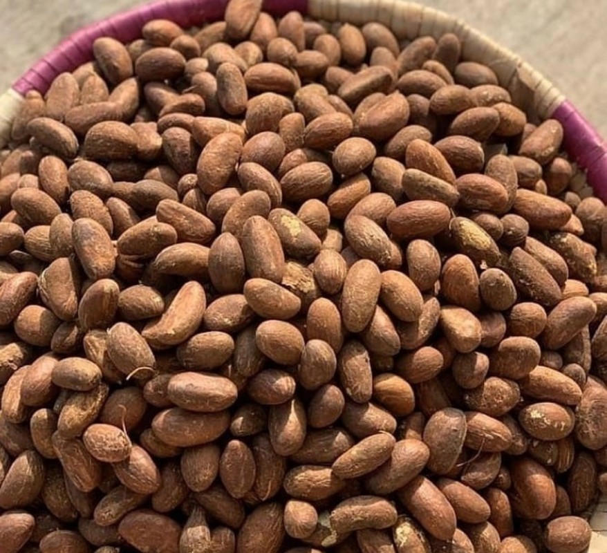 Garcinia kola(bitter kola) from Cameroon