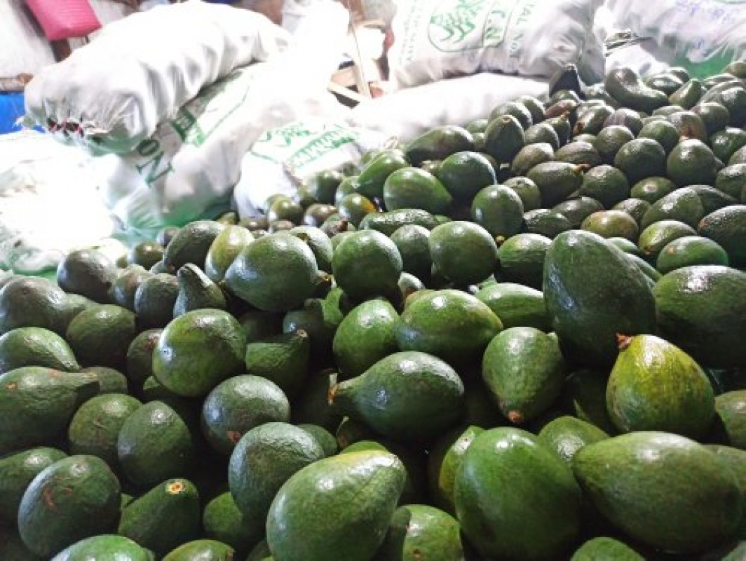 Hass and Fuerte avos for sale from Cameroon