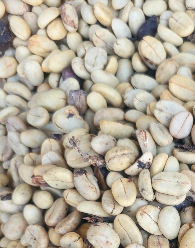 Arabica Coffee from Cameroon