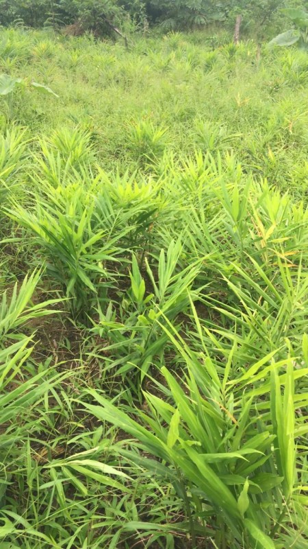 Ginger from Cameroon