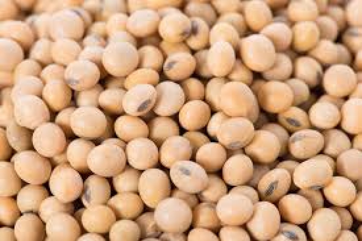 Soya beans from Cameroon