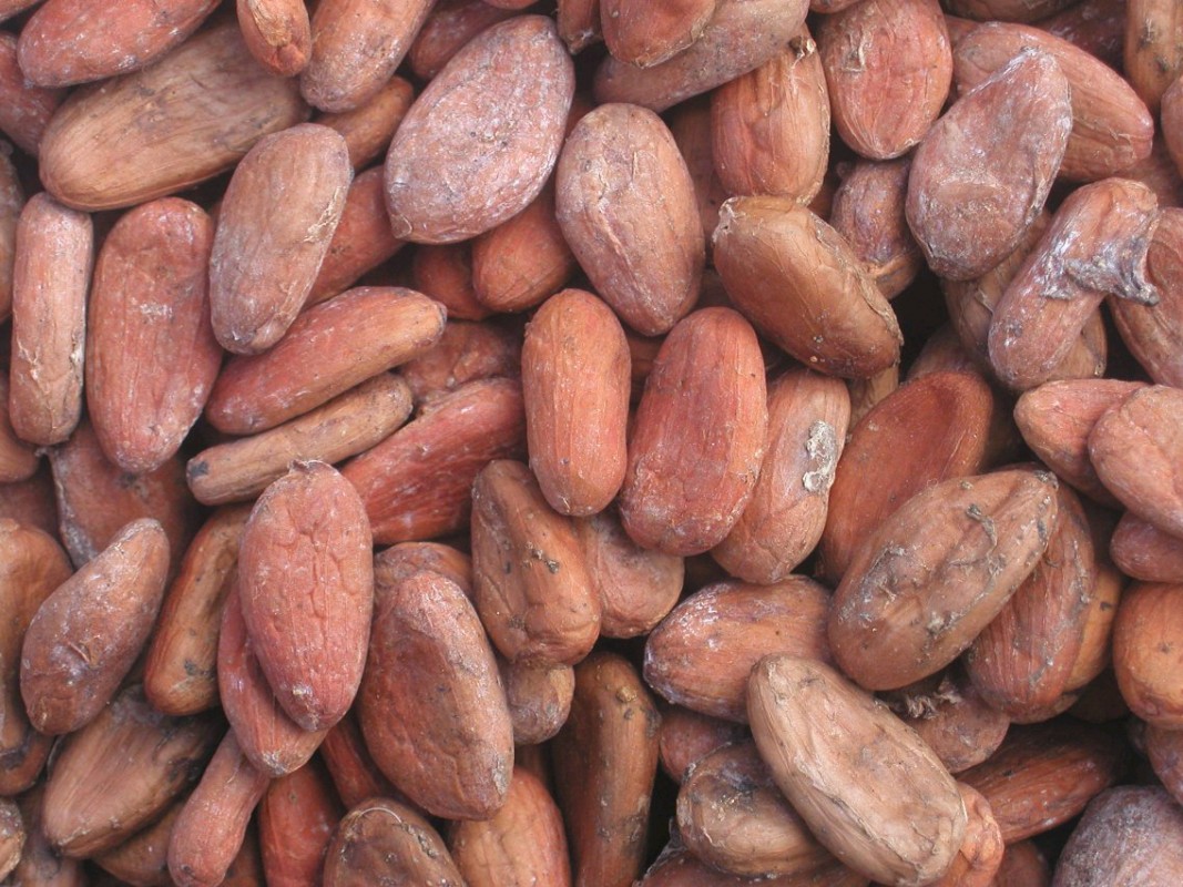 Cocoa Beans from Cameroon