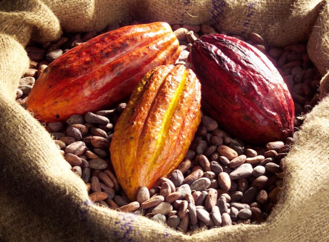 Cocoa Beans from Cameroon