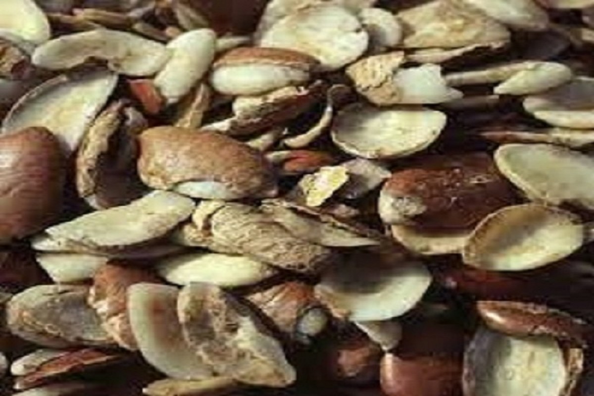 Irvingia gabonensis (manga africana selvagem) from Camarões