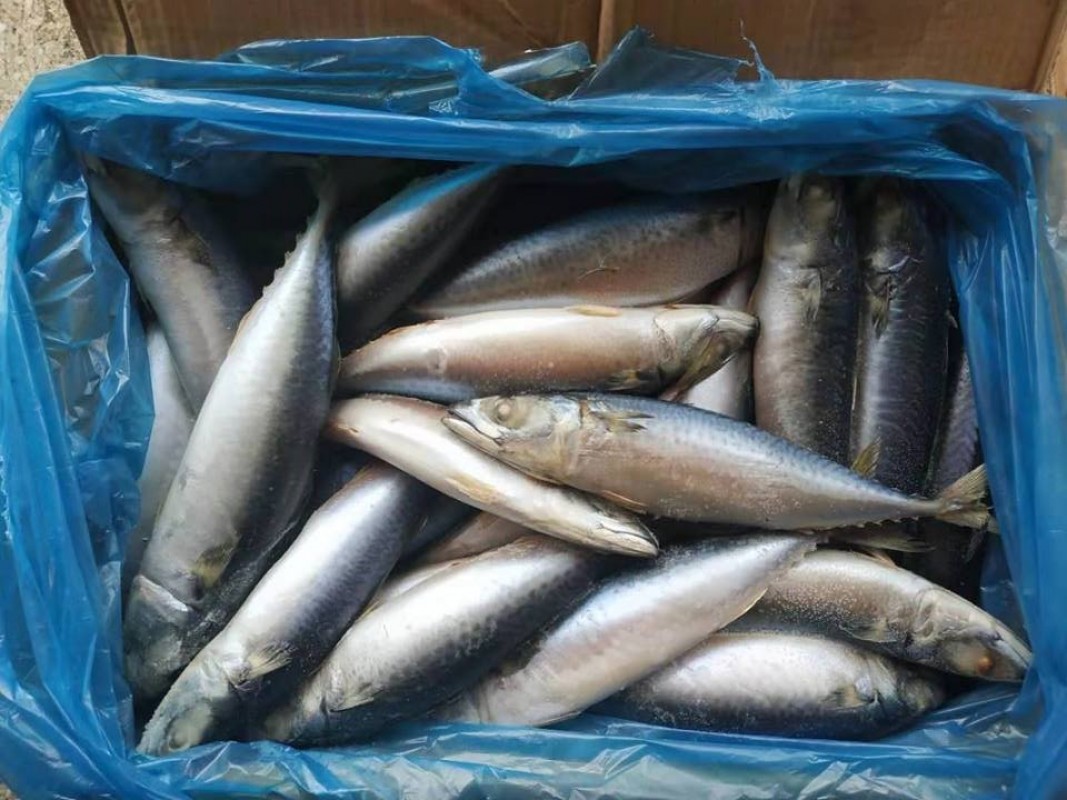 mackerel from China