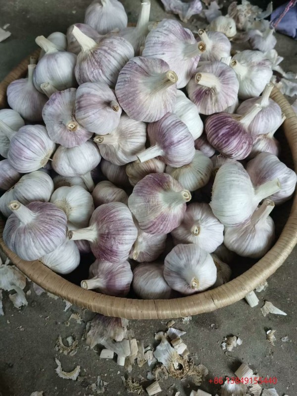 Chinese Normal White Garlic from China
