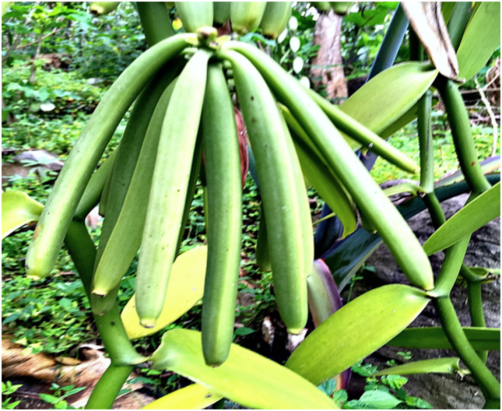 Favas de baunilha cruas from Uganda